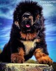 Dogs of your dream - Tibetan Mastiff (230)