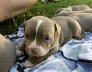 American bully pocket - American Bulldog