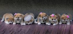 Akita inu puppies - Japanese dog - Akita (255)