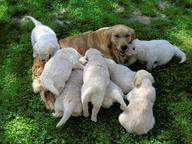 Golden Retriever puppies with papers from Slovakia - Golden Retriever (111)