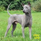 Thai ridgeback dog – blue puppies  with FCI pedigree. - Thai Ridgeback Dog (338)