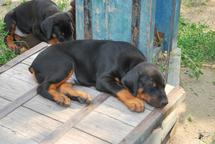 Big Central asian shepherd dog - Central Asian Shepherd Dog (335) Big Central asian shepherd dog - Central Asian Shepherd Dog (335)