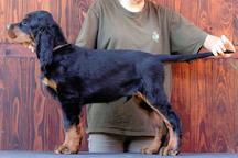 Gordonsetter puppies male available! - Gordon Setter (006)