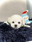 Bichon Frise puppies - Bichon Frisé (215)