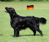 Flat coated retriever s PP - Flat coated retrívr (121)