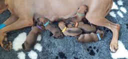 Rhodesian Ridgeback puppies - Rhodesian Ridgeback (146)