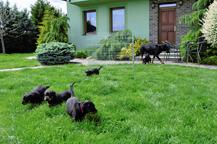 Puppies - Beauceron - Beauceron (044)