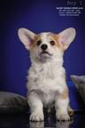 Pembroke Welsh Corgi (DM, vWd, PRA, Fluffy - CLEAR) - Welsh Corgi Pembroke (039)