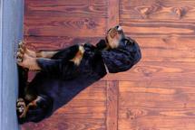 Gordonsetter puppies male available! - Gordon Setter (006)