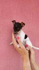 Toy Fox Terriers - PP FCI registered - Fox Terrier Smooth (012)