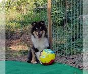 Beautiful rough collie puppy male - Collie Rough (156)