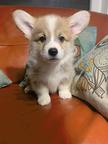 Welsh Corgi Pembroke Puppies - Welsh Corgi Pembroke (039)