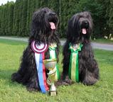 Briard - black puppies - Briard (113)