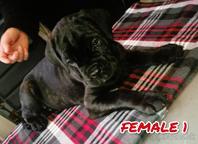 Cane Corso - Italian Corso Dog (343)