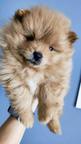 Pomeranian FCI pedigree spitz miniature - Pomeranian