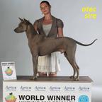 Thai ridgeback dog – blue puppies  with FCI pedigree. - Thai Ridgeback Dog (338)