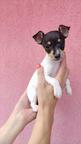 Toy Fox Terriers - PP FCI registered - Fox Terrier Smooth (012)