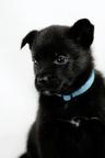 Australian kelpie puppies with FCI pedigree
