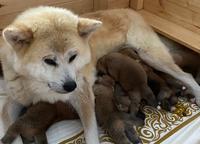 Akita inu s PP - Akita-Inu (255)