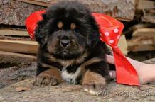 Tibetan Mastiff puppies for sale - Tibetan Mastiff (230)