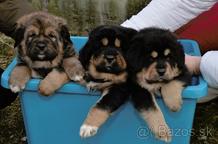 Tibetan Mastiff puppies for sale - Tibetan Mastiff (230)