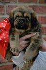 Tibetan Mastiff puppies for sale - Tibetan Mastiff (230)