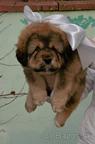 Tibetan Mastiff puppies for sale - Tibetan Mastiff (230)