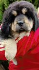 Tibetan Mastiff puppies for sale - Tibetan Mastiff (230)