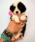 Welsh Corgi Сardigan puppies - Cornatello Kennel - Welsh Corgi Cardigan (038)