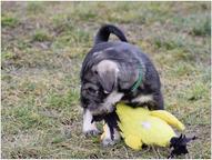 Standard schnauzer peppersalt - Schnauzer (182)