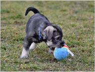 Standard schnauzer peppersalt - Schnauzer (182)