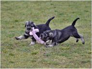 Standard schnauzer peppersalt - Schnauzer (182)