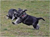 Standard schnauzer peppersalt - Schnauzer (182)