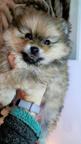 Pomeranian FCI pedigree spitz miniature - Pomeranian