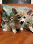 Welsh Corgi Pembroke Puppies - Welsh Corgi Pembroke (039)