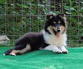 Beautiful rough collie puppy male - Collie Rough (156)