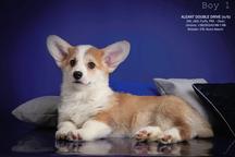 Pembroke Welsh Corgi (DM, vWd, PRA, Fluffy - CLEAR) - Welsh Corgi Pembroke (039)