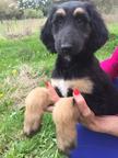 Puppies Afghan Hound (FCI) - Afghan Hound (228) Puppies Afghan Hound (FCI) - Afghan Hound (228)