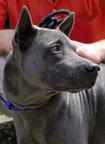 Thailand ridgeback - Thai Ridgeback Dog (338)