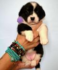 Welsh Corgi Сardigan puppies - Cornatello Kennel - Welsh Corgi Cardigan (038)