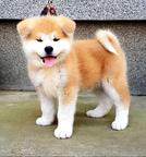 Akita inu puppies - Japanese dog - Akita (255)