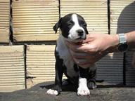 american staffordshire terrier - American Staffordshire Terrier (286)