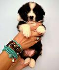 Welsh Corgi Сardigan puppies - Cornatello Kennel - Welsh Corgi Cardigan (038)