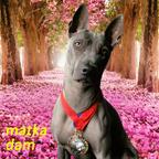 Thai ridgeback dog – blue puppies  with FCI pedigree. - Thai Ridgeback Dog (338)