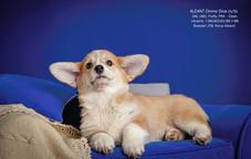 Pembroke Welsh Corgi (DM, vWd, PRA, Fluffy - CLEAR) - Welsh Corgi Pembroke (039)