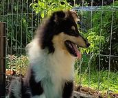 Beautiful rough collie puppy male - Collie Rough (156)