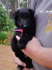 Belgian Shepherd Groenendael puppies with top pedigree. - Belgian Shepherd Dog (015)