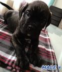 Cane Corso - Italian Corso Dog (343)