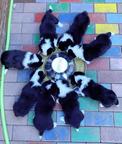 Welsh Corgi Сardigan puppies - Cornatello Kennel - Welsh Corgi Cardigan (038)