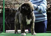 Caucasian shepherd puppy female - Caucasian Shepherd Dog (328)